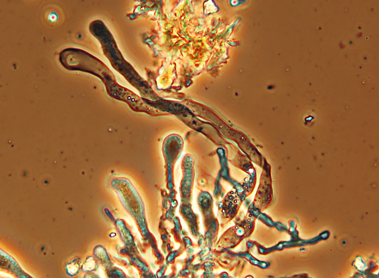 Vuilleminia (Vuilleminia comedens)